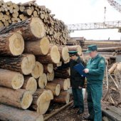 Контрабанда леса в Сибири не снижается