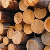Аналитическая справка о ситуации на мировом рынке лесоматериалов