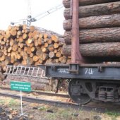Лес снова можно декларировать в Хакасии