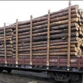 Выявлено недостоверное декларирование более 300 кубометров лесоматериалов