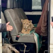 Трехмесячного львенка не дали незаконно вывезти из России брянские таможенники